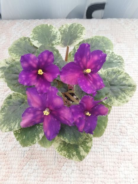 8 apr (50) - SV Gorod Sevastopoljv