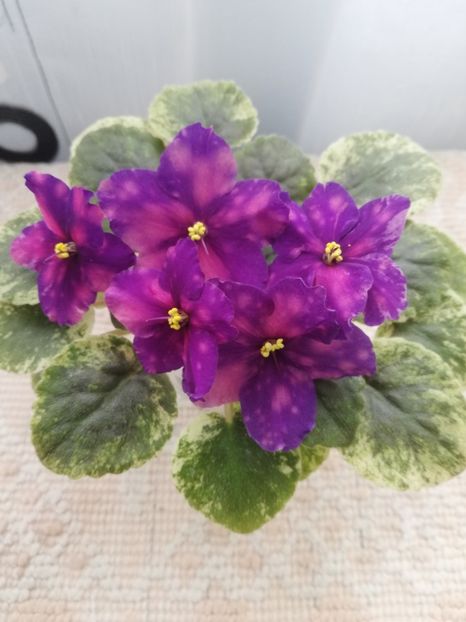 19 apr - SV Gorod Sevastopoljv