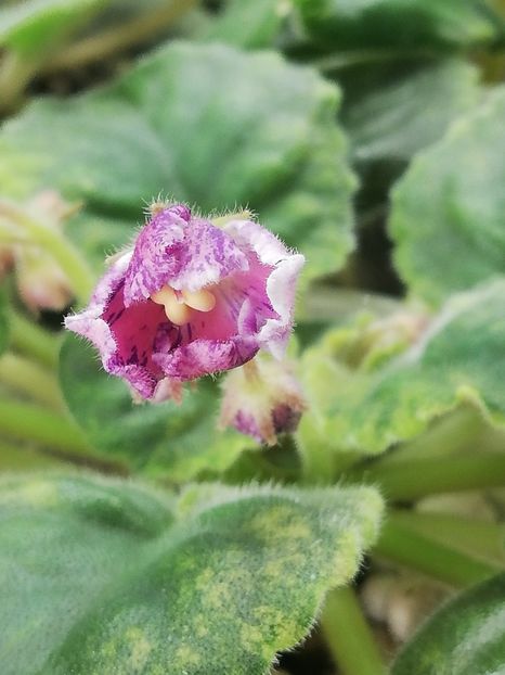 24 mar - LE Zoryanka