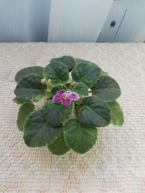 25 mar - LE Zoryanka