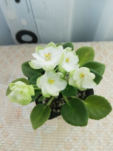 26 feb - LE Pyshechka