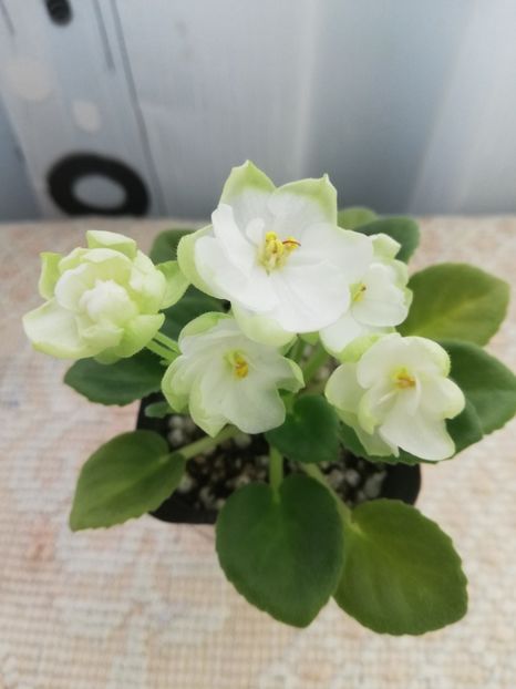 26 feb - LE Pyshechka