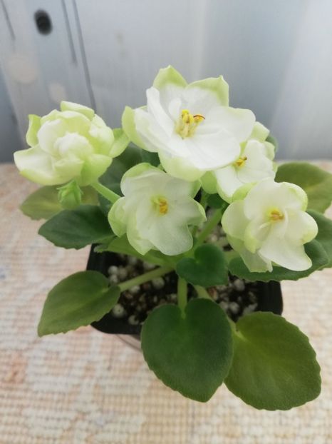 26 feb - LE Pyshechka