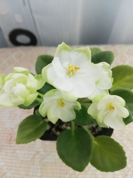 26 feb - LE Pyshechka