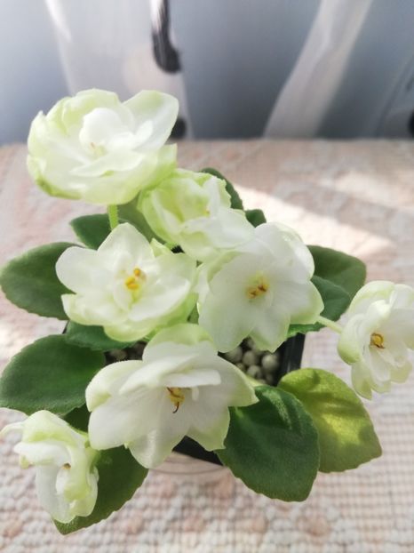 5 mar - LE Pyshechka