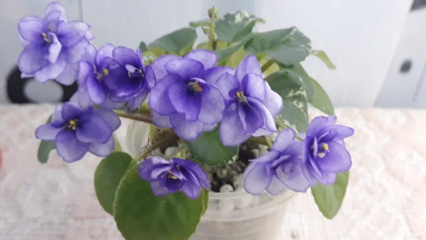 29 ian - Pacific Pearl