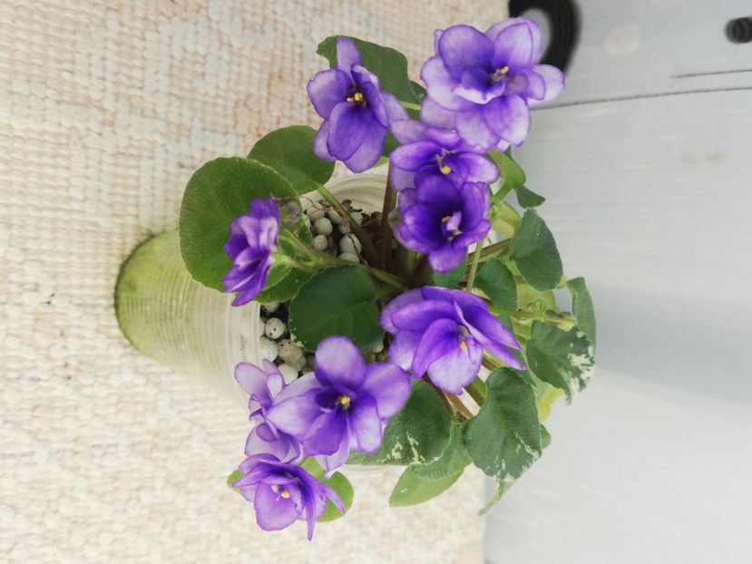 29 ian - Pacific Pearl