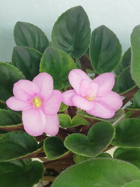 18 mar - Mac s Walkabout Uluru