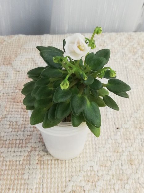 27 apr - N Liya Baby