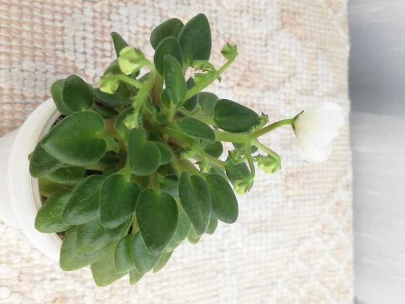 27 apr (45) - N Liya Baby