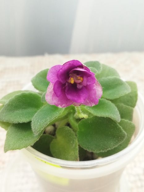 24 mar - AV Ezhik v Tumane