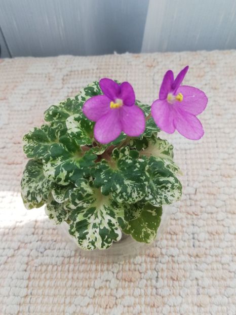 24 mar - Rob s Jee Jim