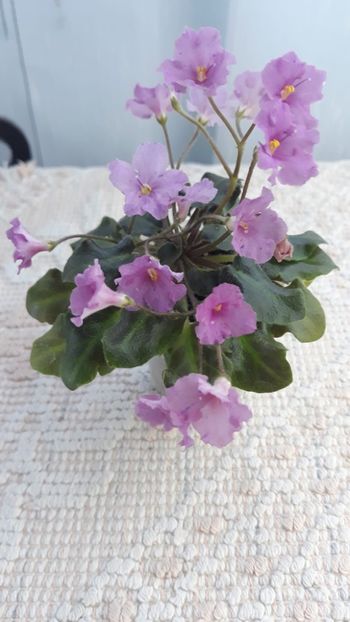 29 ian - Imp s Fortuitous Fancy