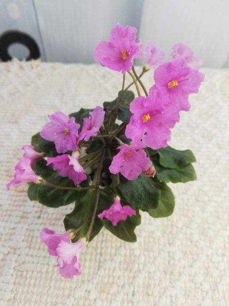 29 ian - Imp s Fortuitous Fancy