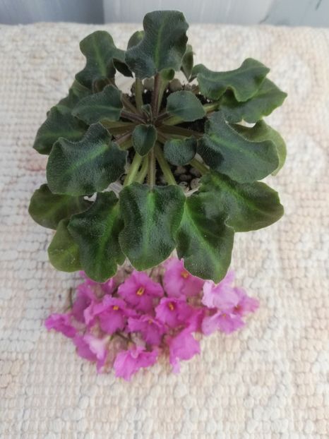 29 ian - Imp s Fortuitous Fancy