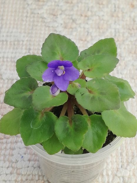 29 ian - Persian Prince