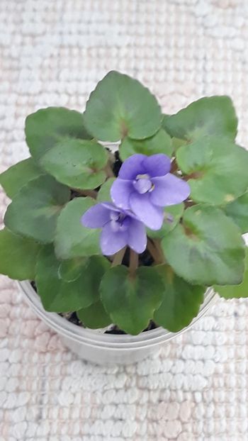 2 feb - Persian Prince