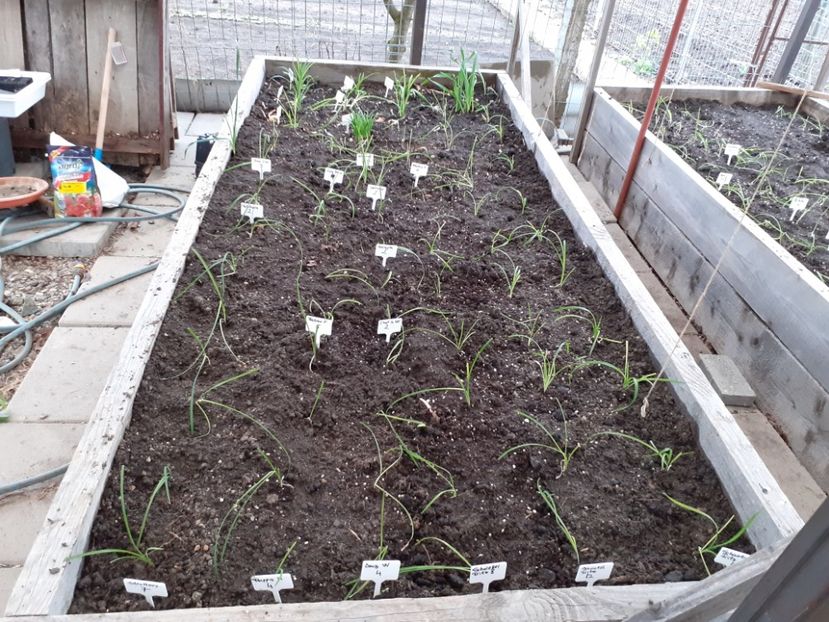 Plantati a doua zi de pasti 2022 - Hemerocallis - hibrizii mei