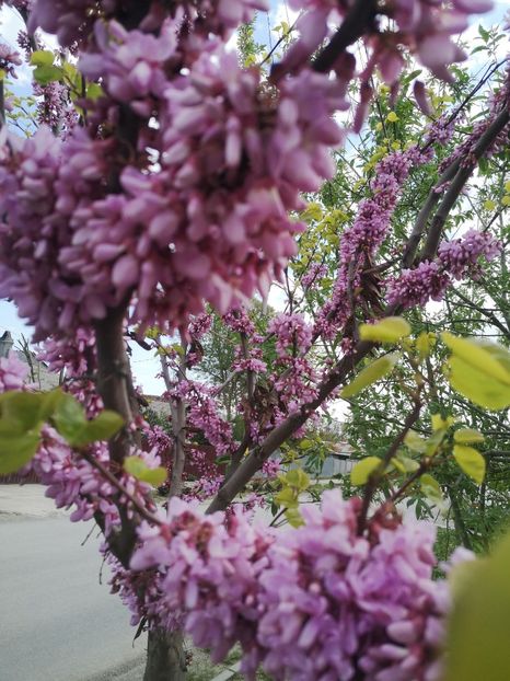  - arbori ornamentali 2022