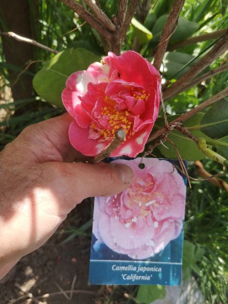 camelia japonica California - arbori ornamentali 2022