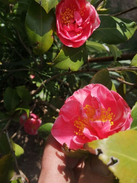  - arbori ornamentali 2022