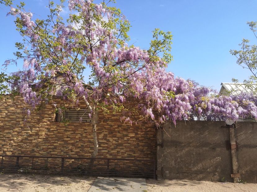 glicina Pop - arbori ornamentali 2022