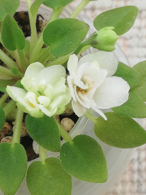 19 apr - LE Flerdoranz