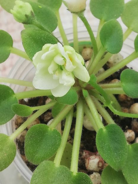 19 apr - LE Flerdoranz