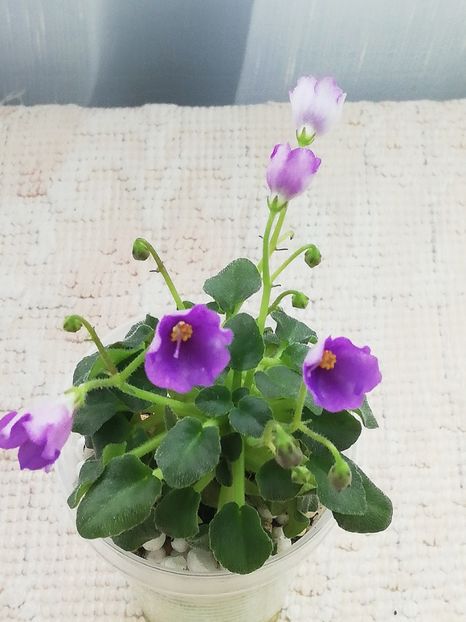 7 mar - Honeymoon Trail