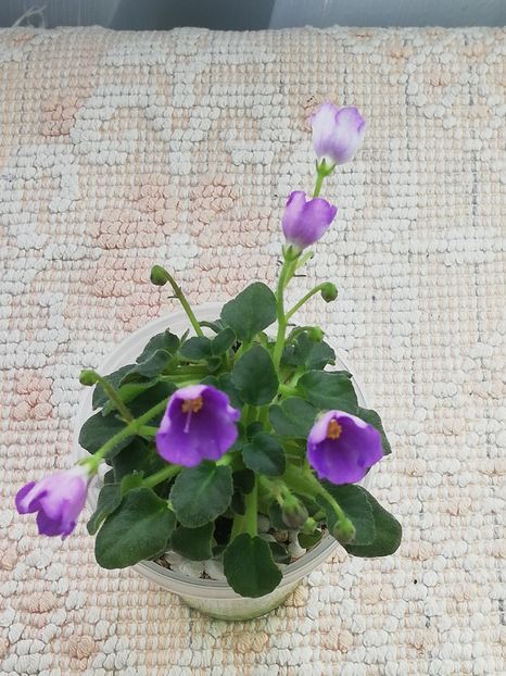 7 mar - Honeymoon Trail