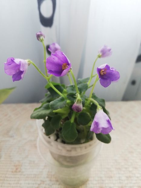 18 mar - Honeymoon Trail