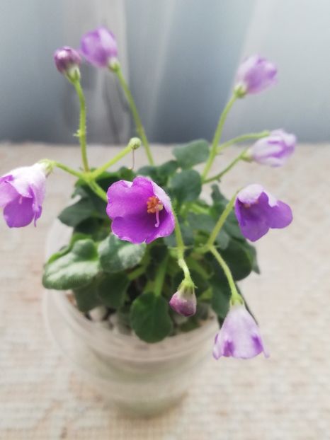 18 mar - Honeymoon Trail