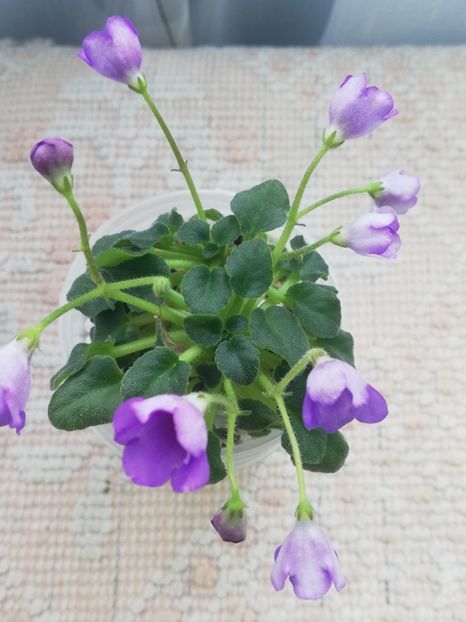 18 mar - Honeymoon Trail