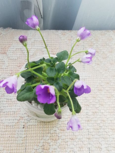 18 mar - Honeymoon Trail