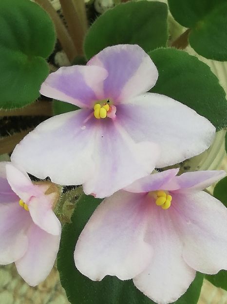 8 apr - ZZ Tyiuan s Dance of the Butterfly