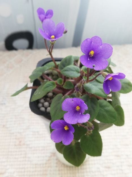 3 apr - ZZ Tiny Wood Trail