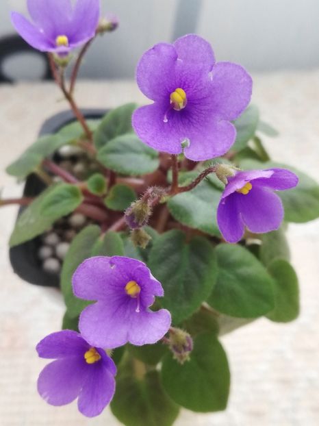 3 apr - ZZ Tiny Wood Trail