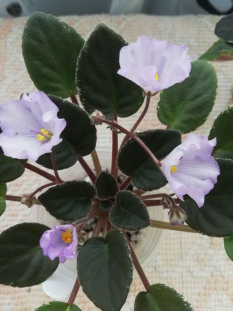 5 mar - ZZ Rob s Pewter Bells