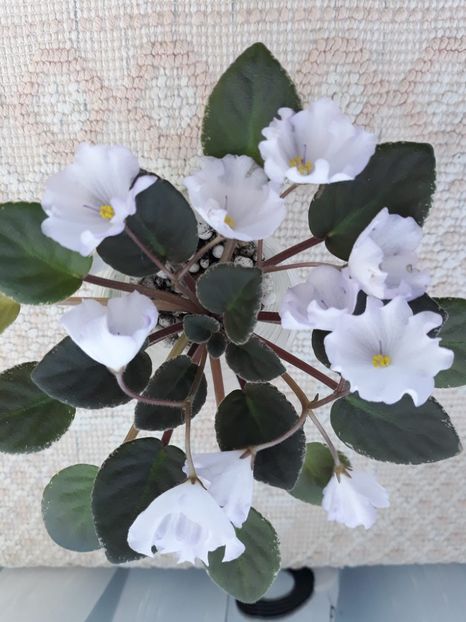 25 mar - ZZ Rob s Pewter Bells