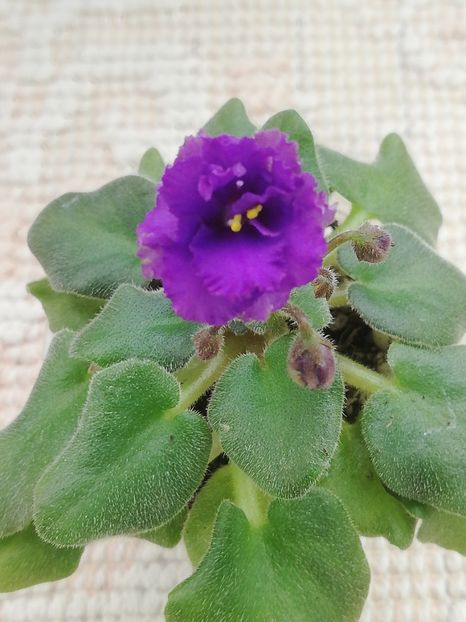 16 feb - Rob s Ooh Lala