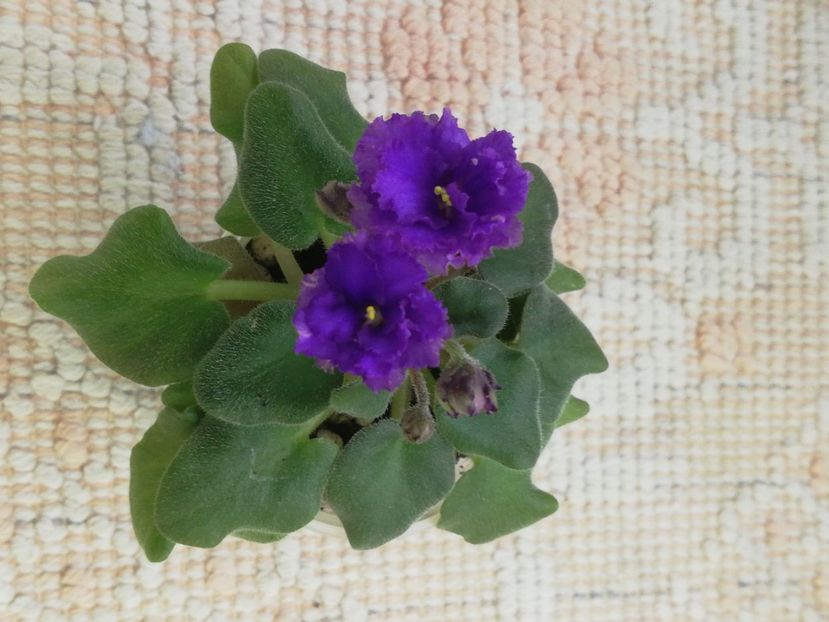 26 feb - Rob s Ooh Lala