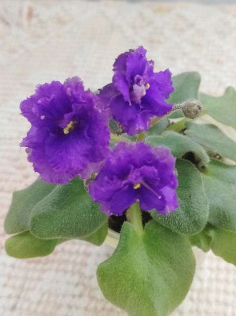 3 mar - Rob s Ooh Lala