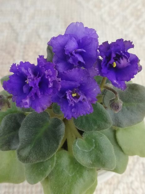 27 apr - Rob s Ooh Lala