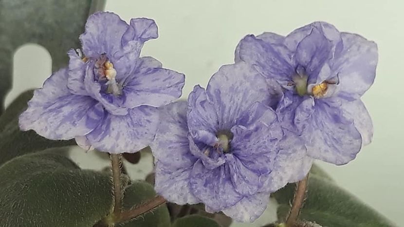 11 feb - RS Tayna Niagary