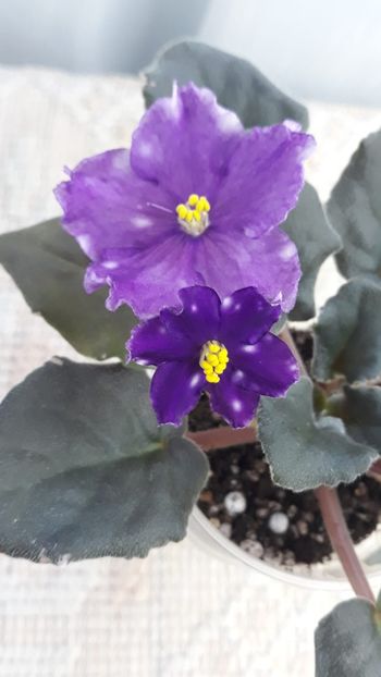 29 ian - RS Zvezdnaya Karusel