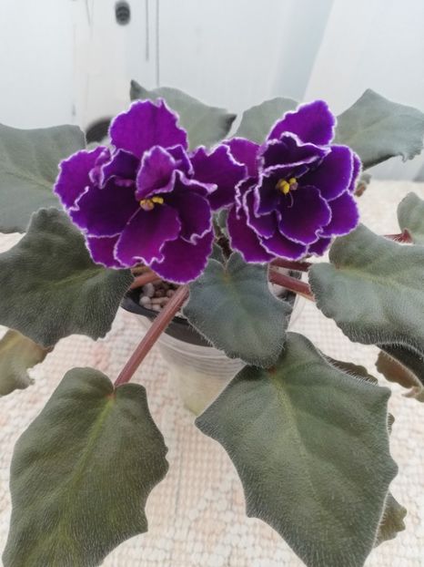 28 mar  ) - Ward Brown