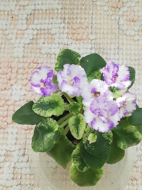 24 mar - LE Almaznaya Pyl