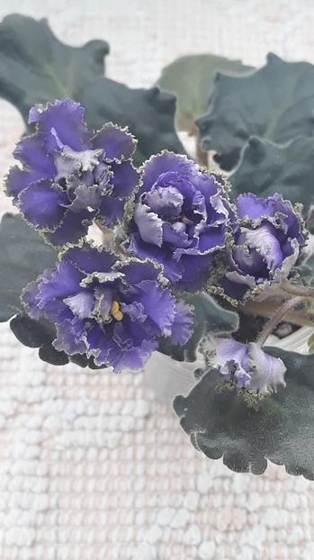 8 feb - AV Liagushonok