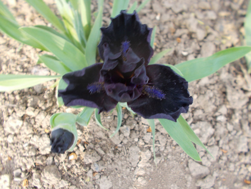 dark matter - COLECTIA DE IRISI PITICI-2022