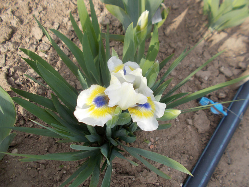 little good news - IRISI PITICI-2022